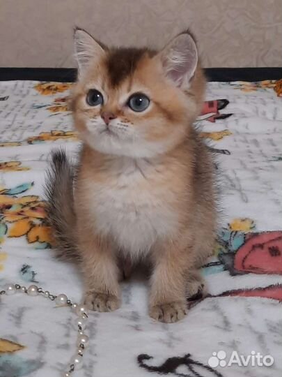 Британская кошечка золотая шиншилла