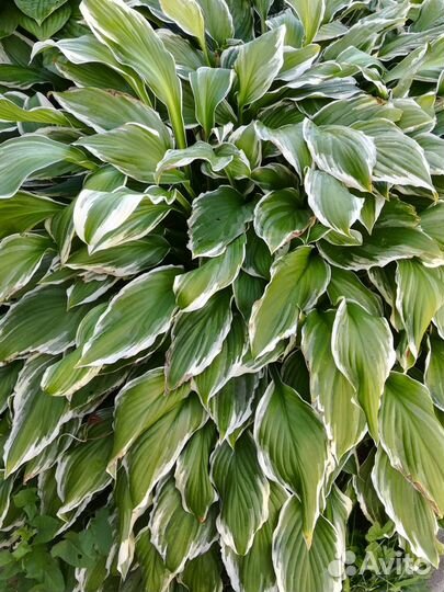 Хоста растение