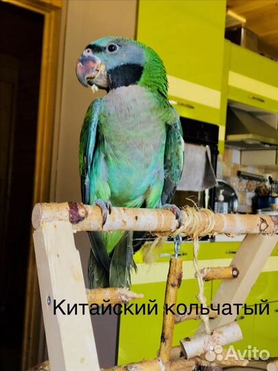 Попугай китайский кольчатый