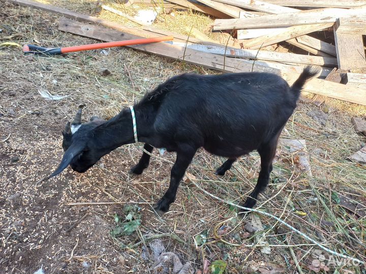 Козы молодые