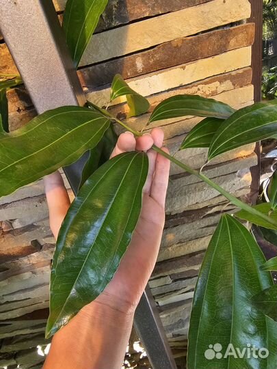 Коккулюлюс лавролистный вечнозеленый