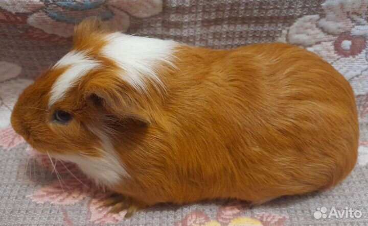Морские свинки рыжие