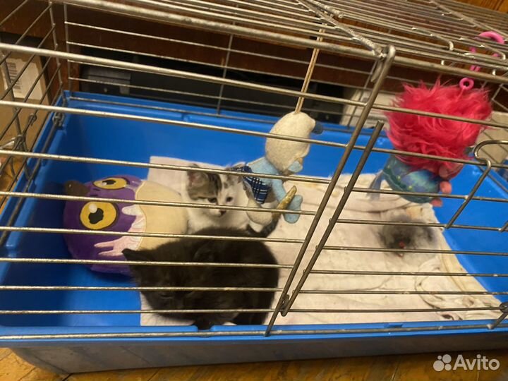 Пушистые друзья,котики в добрые руки