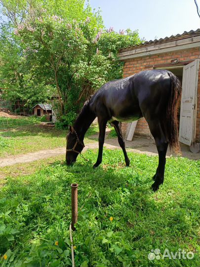 Жеребчик Къ