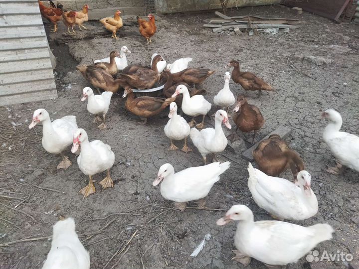 Мускусные утки