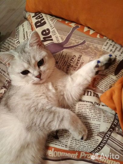 Британский кот, вязка опытным котом, найдет подход