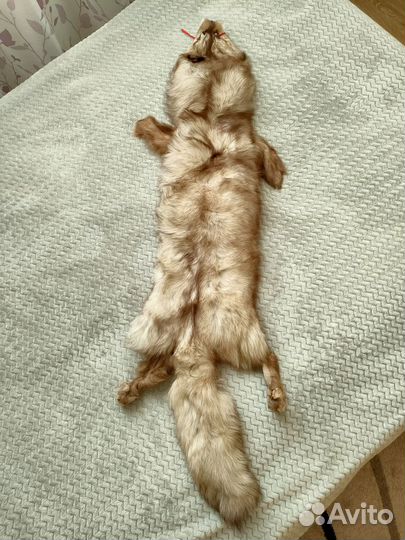 Шкурка песца