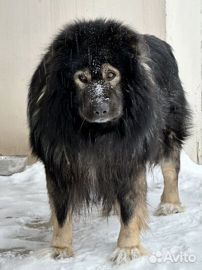 Собака в добрые руки отдам бесплатно