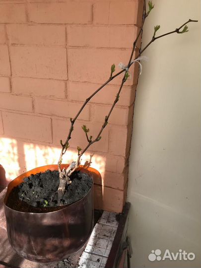 Саженцы винограда