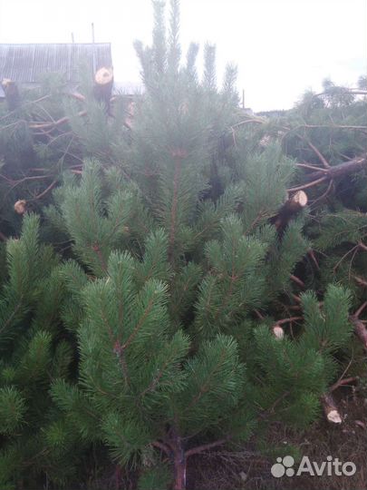 Сосна новогодняя ёлка