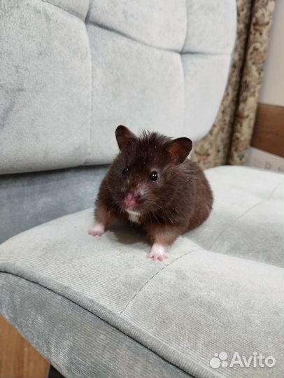 Сирийский хомяк