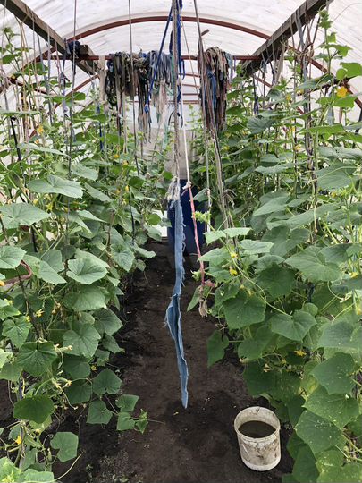 Дача 16 м² на участке 4 сот.