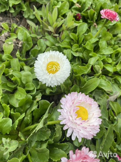 Маргаритки