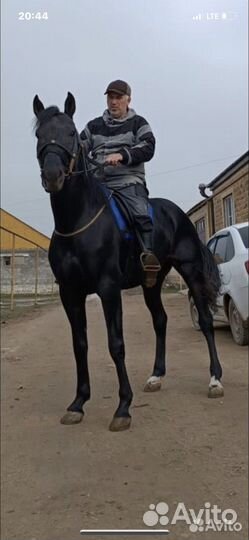 Лошади жеребята