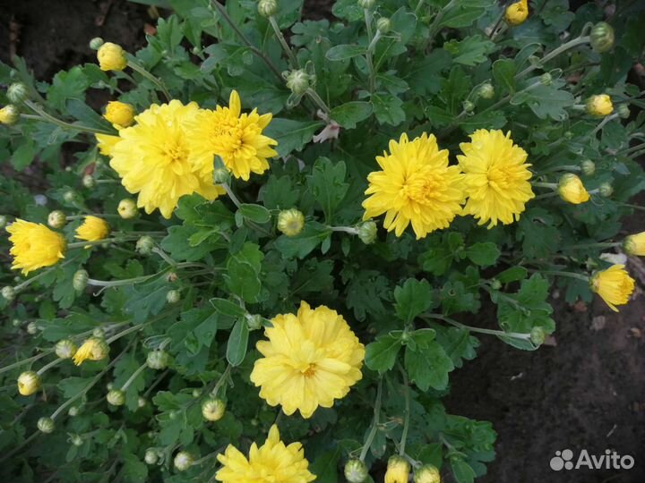 Многолетники садовые