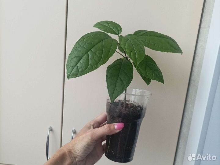 Клеродендрум томпсона