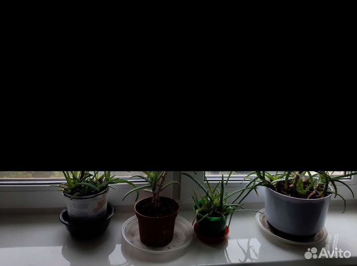 Разные комнатные цветы