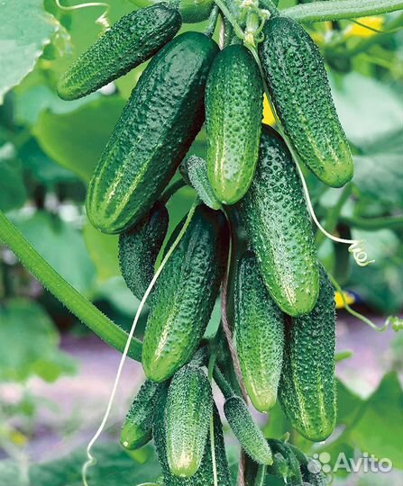 Семена/томат/огурец/перец/лук/свекла/морковь/цветы