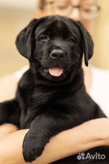 Лабрадор, кобель. Питомник РКФ