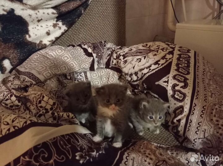 Кошка в дар бесплатно