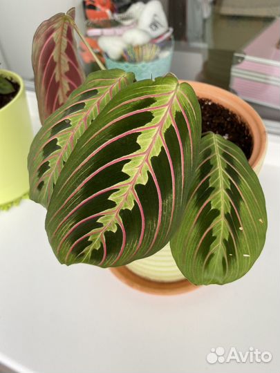 Маранта триколор