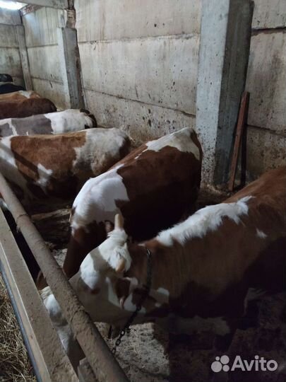 Телочки стальные.три головы.только на корову