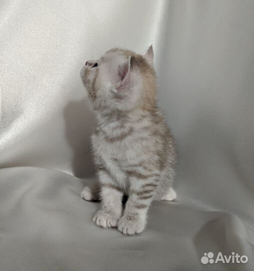 Британский котенок