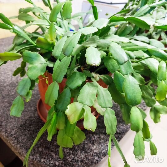 Декабрист (Кактус Шлюмбергера)