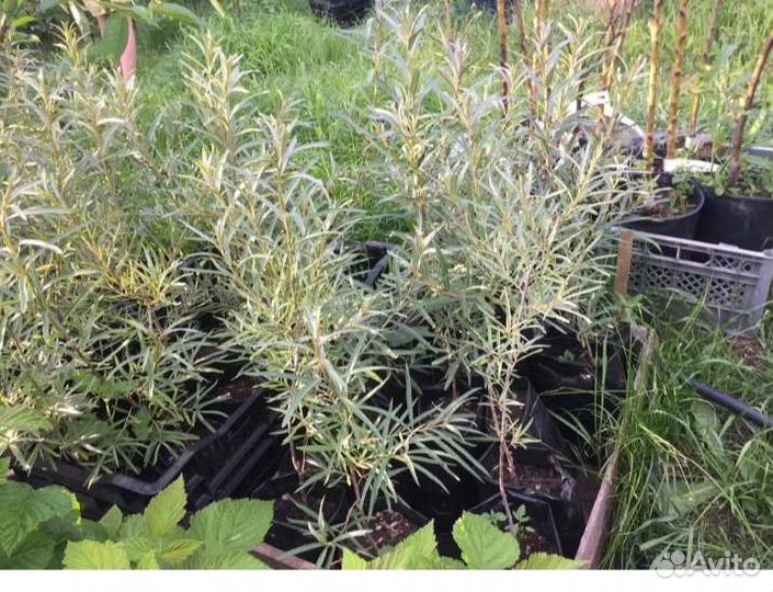 Отростки облепихи