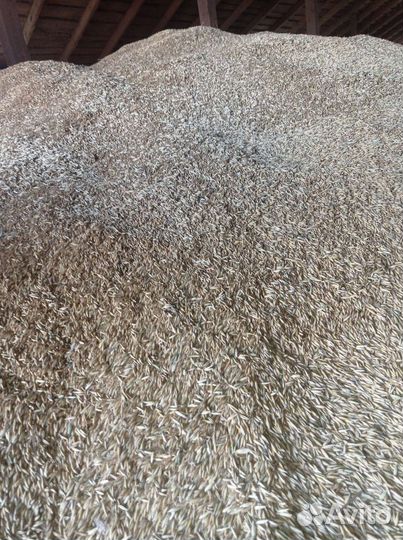 Пшеница и овёс