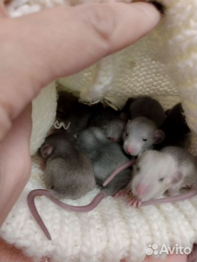 Крысята Дамбо