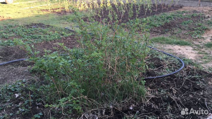 Саженцы малины