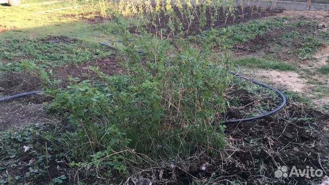 Саженцы малины