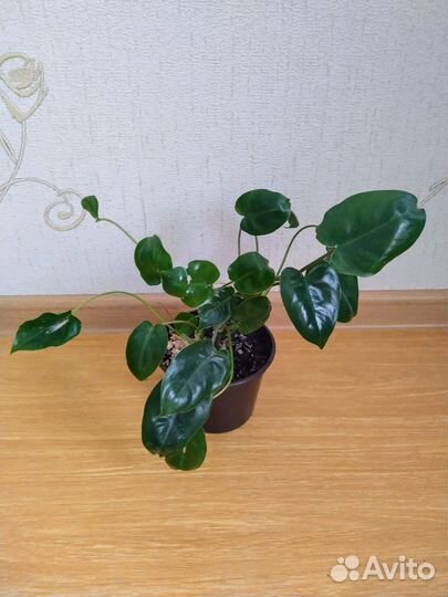 Филодендроны