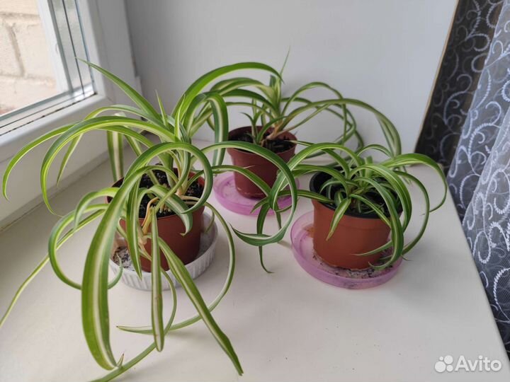 Хлорофитум хохлатый