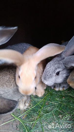 Продажа Кроликов