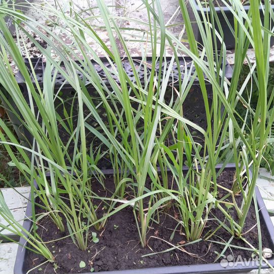 Кортадерия рассада