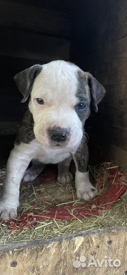 Щенки питбультерьера