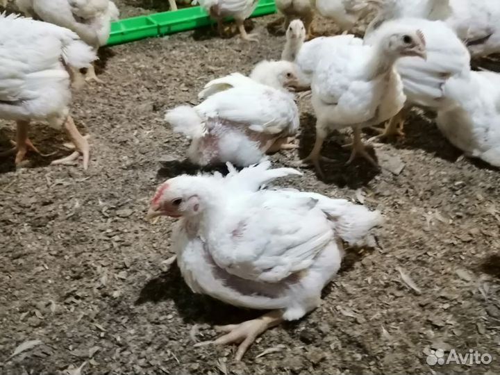 Цеплята бройлеры