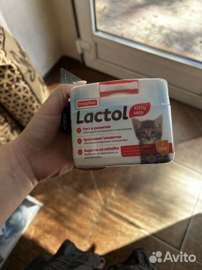 Молочная смесь для котят