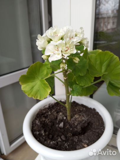 Герань пеларгония