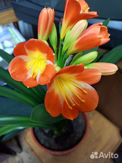 Кливия,амариллис