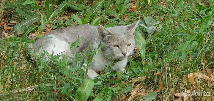 Кошка в дар бесплатно