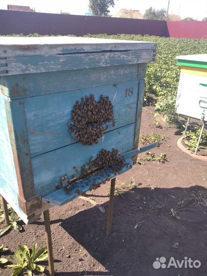 Продам пчелосемьи