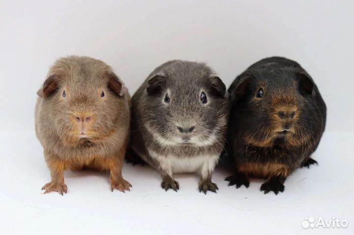 Морские свинки разных пород и окрасов