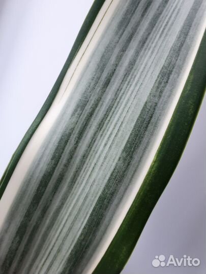 Сансевиерия Siam Silver/Manolin/Metallica