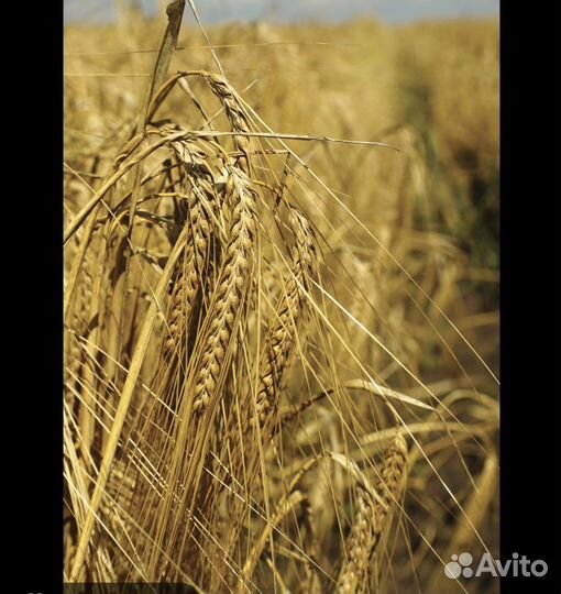 Семена ячменя бэнте