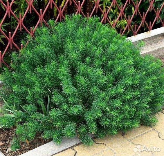 Растения для сада, клумб и горок