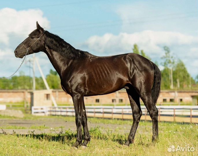 Продажа жеребца