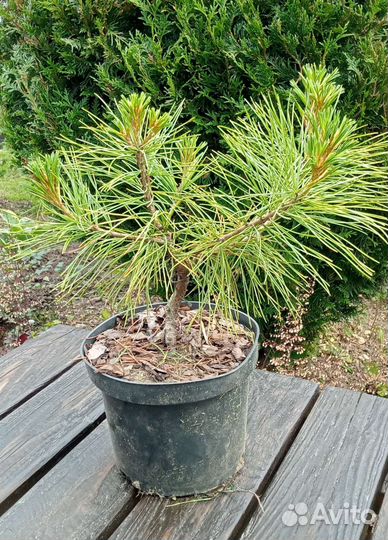 Кедр корейский